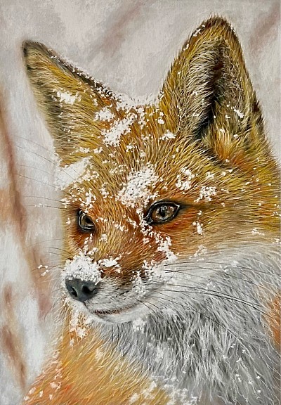 ‘Fox in Snow’ original pastel drawing by Julie Waldron