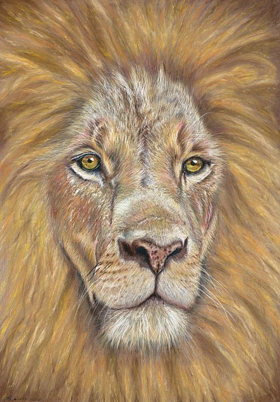 ‘Lion’ original pastel drawing by Julie Waldron