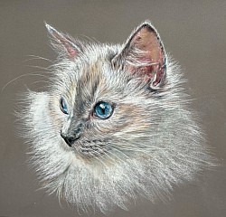 ‘Rag Doll’ original pastel drawing by Julie Waldron