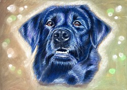 ‘Blue Lab’ 34cm x 25cm £60