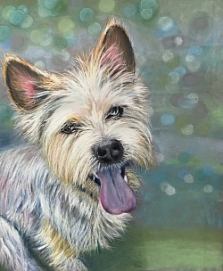 ‘Westie’ original pastel drawing by Julie Waldron