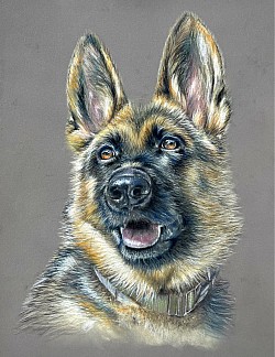 ‘Kira’ original pastel drawing by Julie Waldron