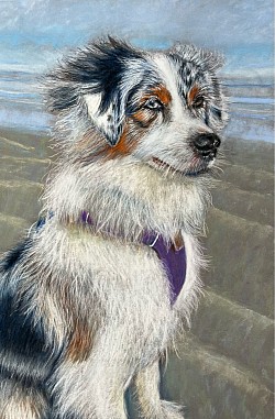 ‘Aussie’ original pastel drawing by Julie Waldron