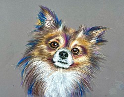 ‘Chihuahua’ original pastel drawing by Julie Waldron