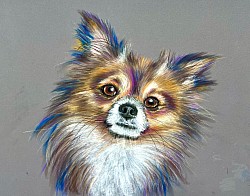 ‘Chihuahua’ 33cm x 25cm £50