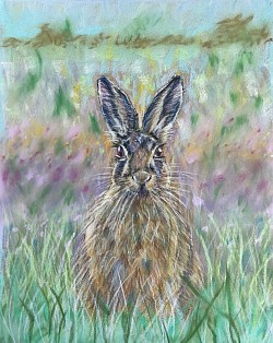 ‘Summer Hare’ original pastel drawing by Julie Waldron