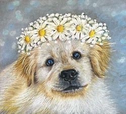 ‘Pup Daisies’ original drawing by Julie Waldron